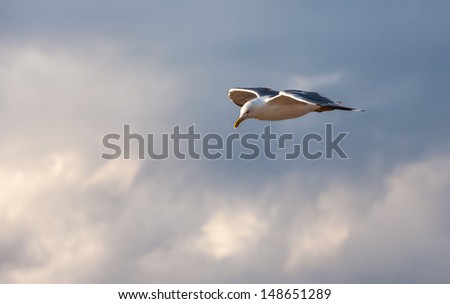 seagull with blue sky 