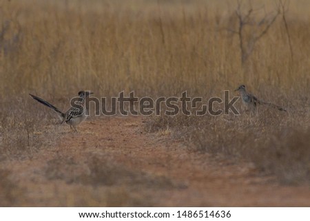 Greater Roadrunner (Geococcyx californianus), Texas, America
