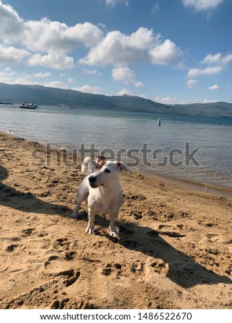 Funny Jack Russell Terrier at seaside in Turkey 