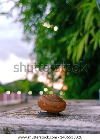snail on the concrete wall in macro 