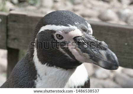 A picture of a Penguin with dull colours.