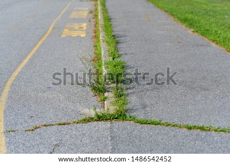 overgrown weeds grass and debris in driveway sidewalk and in cracks of asphalt and sealcoat on a sunny day Royalty-Free Stock Photo #1486542452
