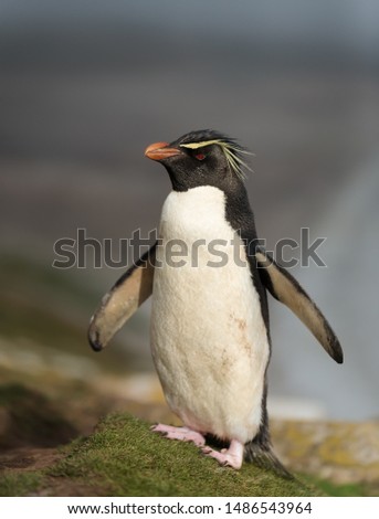 Close up of Southern rockhopper penguin (Eudyptes chrysocome) standing on a coastline, Falkland Islands.