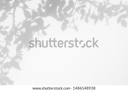 Gray shadow of the wild roses leaves on a white wall. Abstract neutral nature concept blurred background. Space for text. Overlay effect for photo.