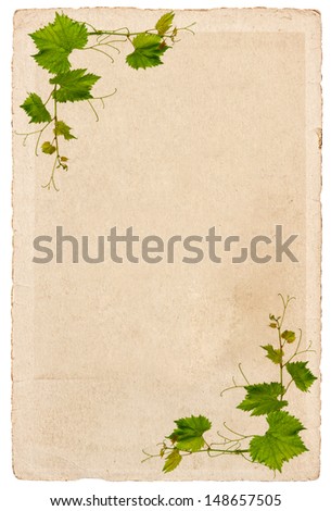 old paper sheet with vine leaves ornament isolated on white background