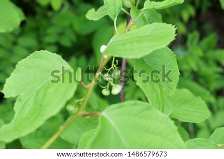 silvervine Tree leaf White surface