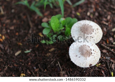 Close-up pictures of two poisonous white mushrooms  On the ground in a tropical forest, Thailand. 