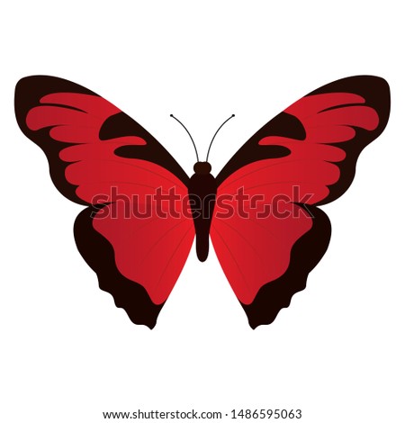 top view of a beautiful butterfly on a white background, vector illustration design