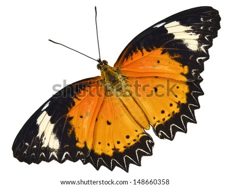 Beautiful Butterfly Leopard Lacewing isolated on white background on upper profile