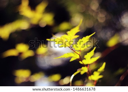 Autumn yellow leaves on the branch, macro photo as the background.