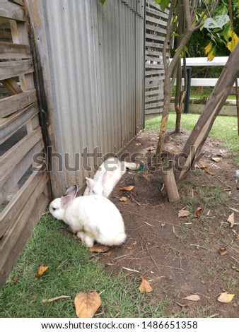 The little rabbit on The farm
