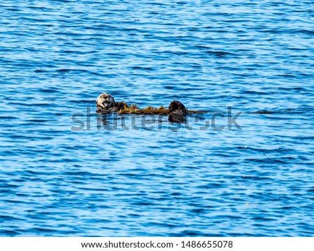 A sea otter wrapped in kelp in the waters of Alaska