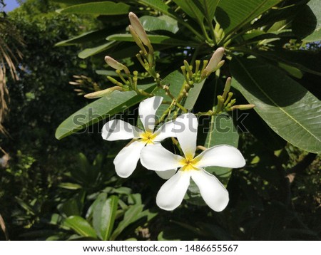 Beautiful Frangipani Plumeria Flowers Picture