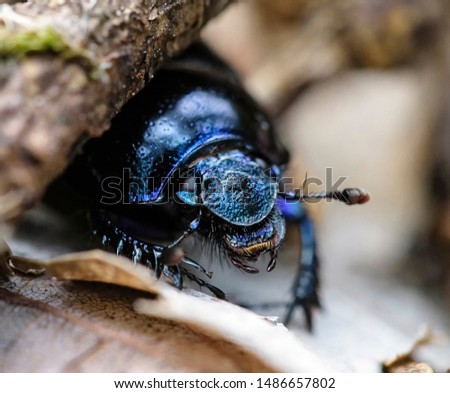 Dor beetle, Anoplotrupes stercorosus, macro photo, portrait of Geotrupidae Royalty-Free Stock Photo #1486657802