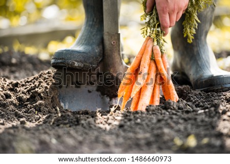 Man farmer holding a ripe orange carrots. Local farming, Harvesting concept. Gardening.