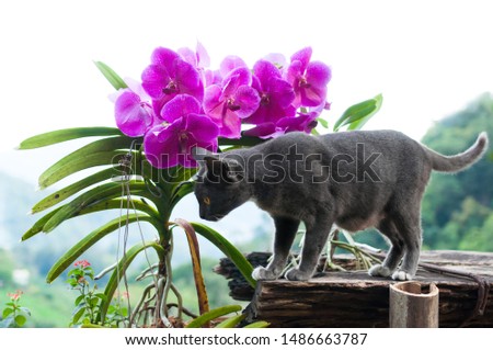 Beautiful Gray cat and purple orchid on beautiful landscape background