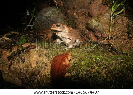 A large brown cane toad, Rhinella marina, sitting arrogantly on a moss bed