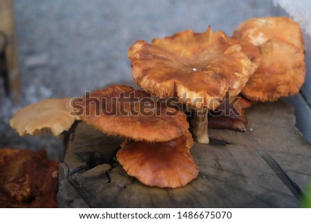 Group of toxic mushroom growing on Stump