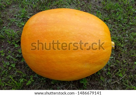 a huge pumpkin is the pride of every gardener