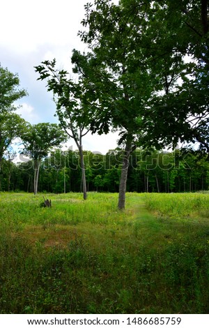 A long slender tapering Effigy Mound in Lizard Mound County Park. The shape represents Snakes Night Sky and Meteors.  The grounds are shown in summer. A few trees cover the mound area in the park.   