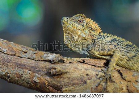 Forest dragon lizard climbs a tree