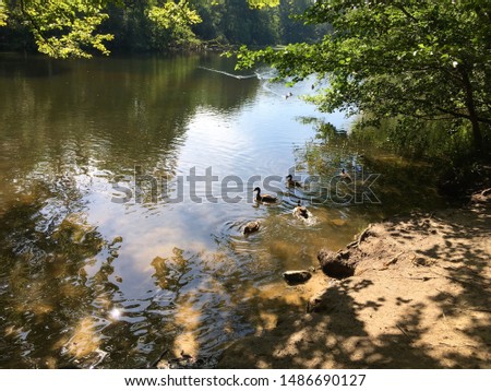 Ducks swimming on a natural lake