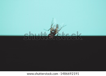 Macro photograph of a fly insect