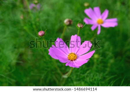 High-angle view of a pink cosmos in its field and on a blurred background