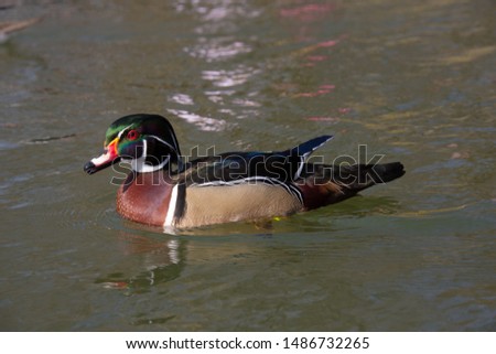 Male wood duck Swimming on a lake