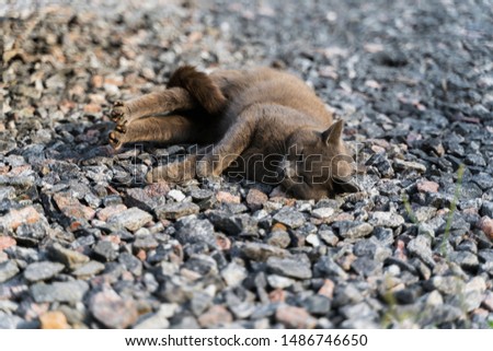 the grey cat lying on stones 