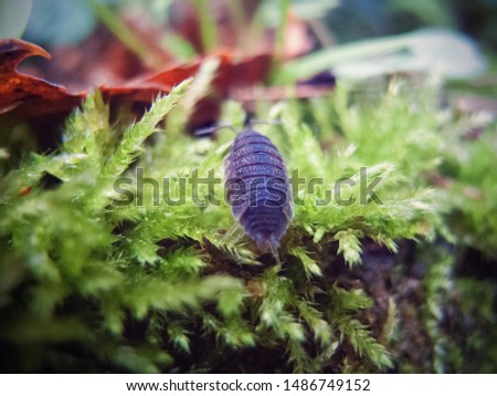 Close-up of a woodlouse that crawls through the garden, with leaves in the background.