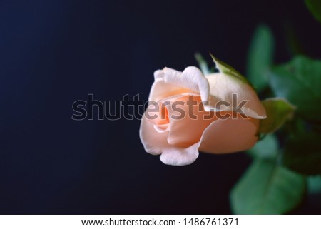 Pink rose on blue background in fading light. Flowers style