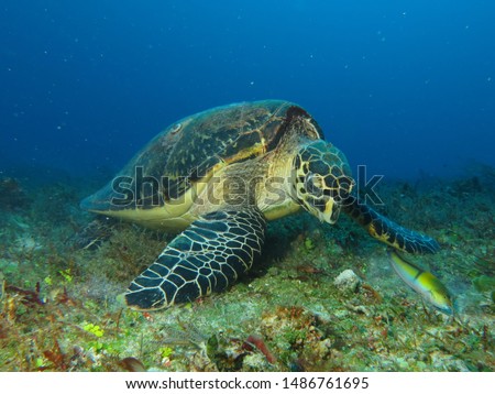 Hawksbill turtle swimming in the Caribbean Sea, on the Mexican coast of Playa del Carmen