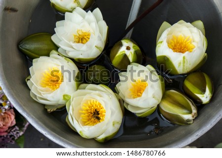 White water lily flowers in a zinc bucket for sale in a flower shop