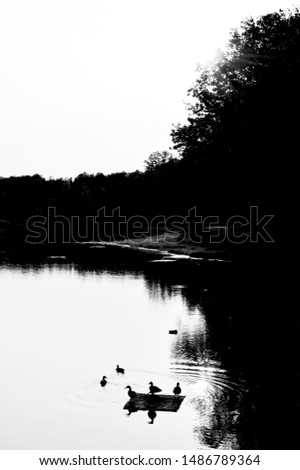 Black and white picture - silhouettes of six ducks swimming on a lake with a forest behind