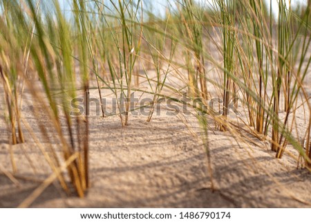 Fresh grass on the beach