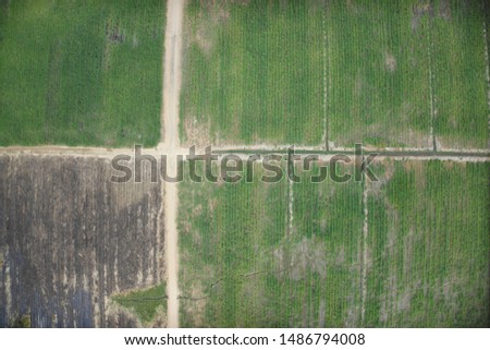 Aerial view of farm. Sugar cane agriculture.