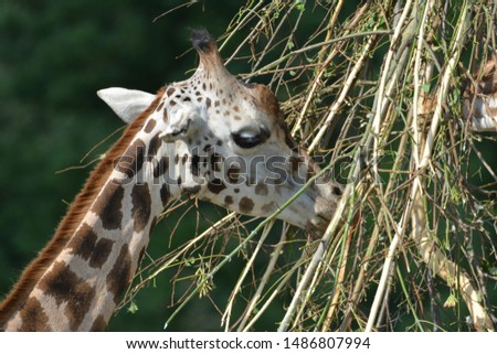 close up from a giraffe