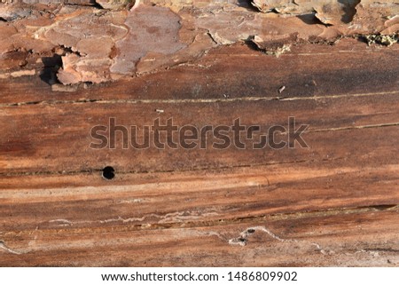 tree bark background wood texture