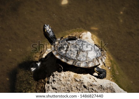 Nature and City. Turtle in The Park Pond, Rome, Italy. Sunny Summer Day.