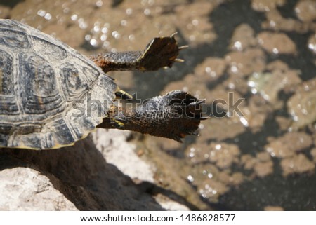 Nature and City. Turtle swimming. Thick Legs of Turtle on The Stone in The Park Pond, Rome, Italy. Sunny Summer Day.