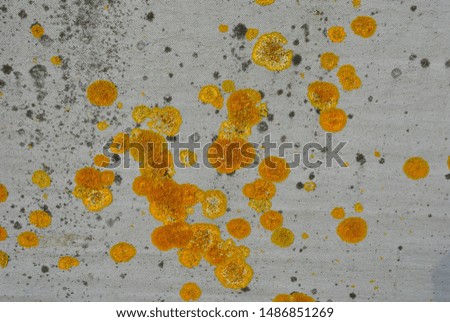 Yellow lichen on cloth landscape