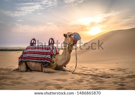 a camel laying in the desert sand of the empty quarter in abu dhabi while sundown Royalty-Free Stock Photo #1486865870
