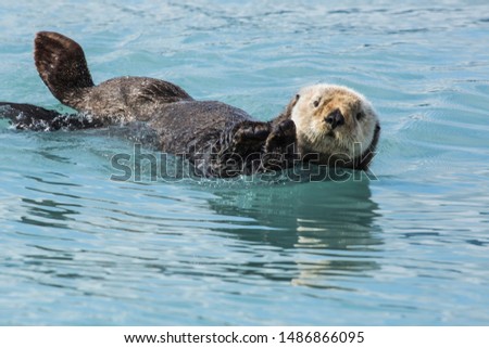 Sea otter playfully laying on back attentively looking at camera