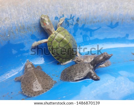 The small,cute Japanese turtle is in a plastic bucket for sale at the flea market.