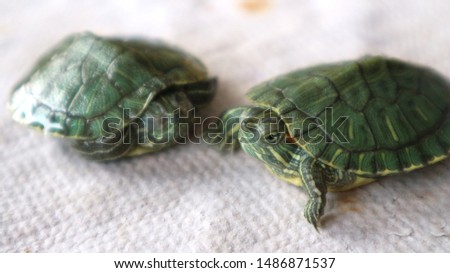 Close Up of Two Green Baby Turtles - The red-eared slider Turtle (Trachemys scripta elegans).        