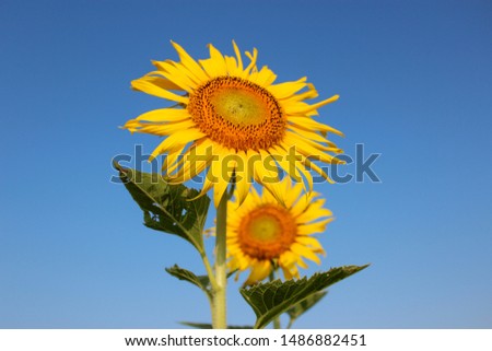 Sun flower on a blue sky background