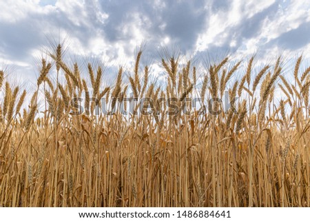 Farm field with stubble; yellow field under the cloudy sky