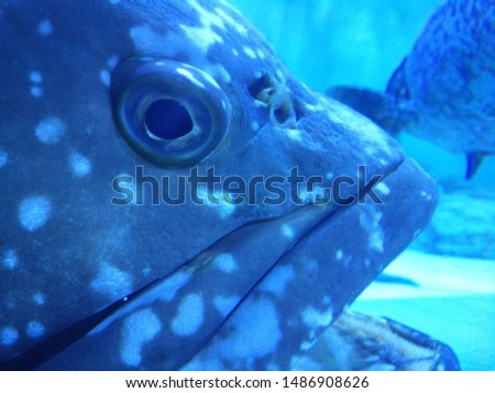 Giant grouper in big aquarium tank