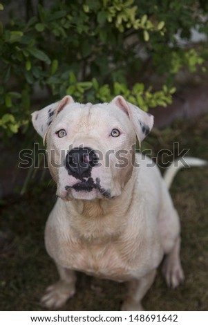 Deaf white dog posing for his picture